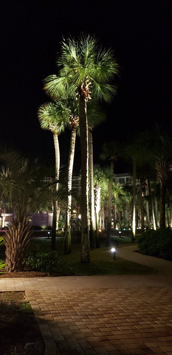 the palm trees are lit up at night