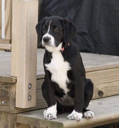 a black and white dog sitting on top of a wooden step