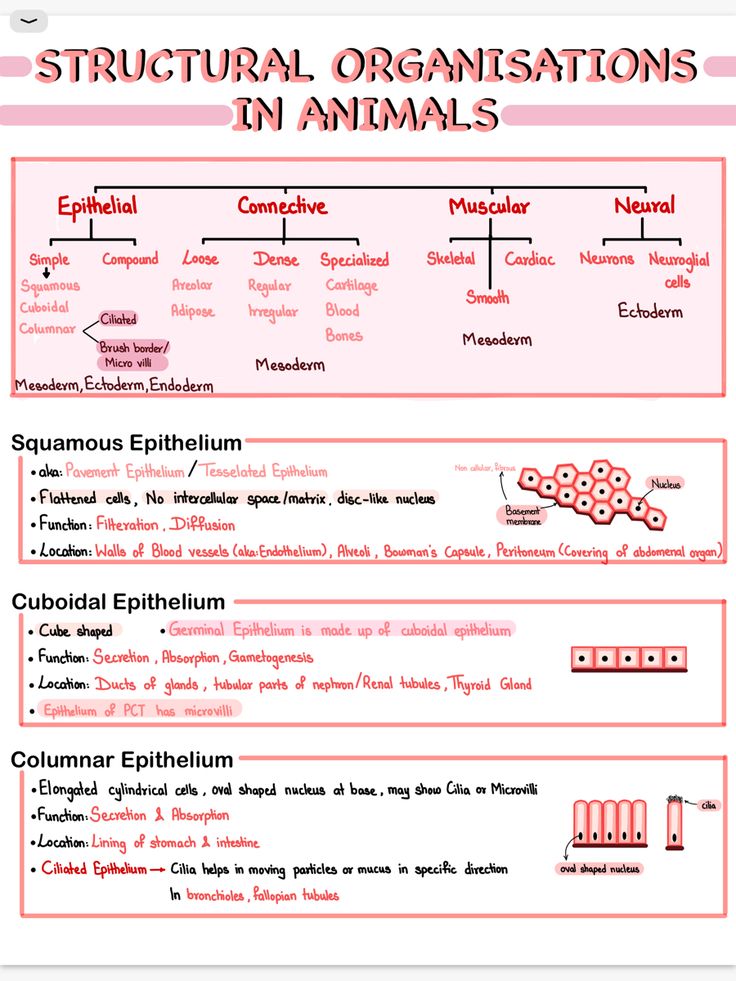 the structure and functions of an animal's body