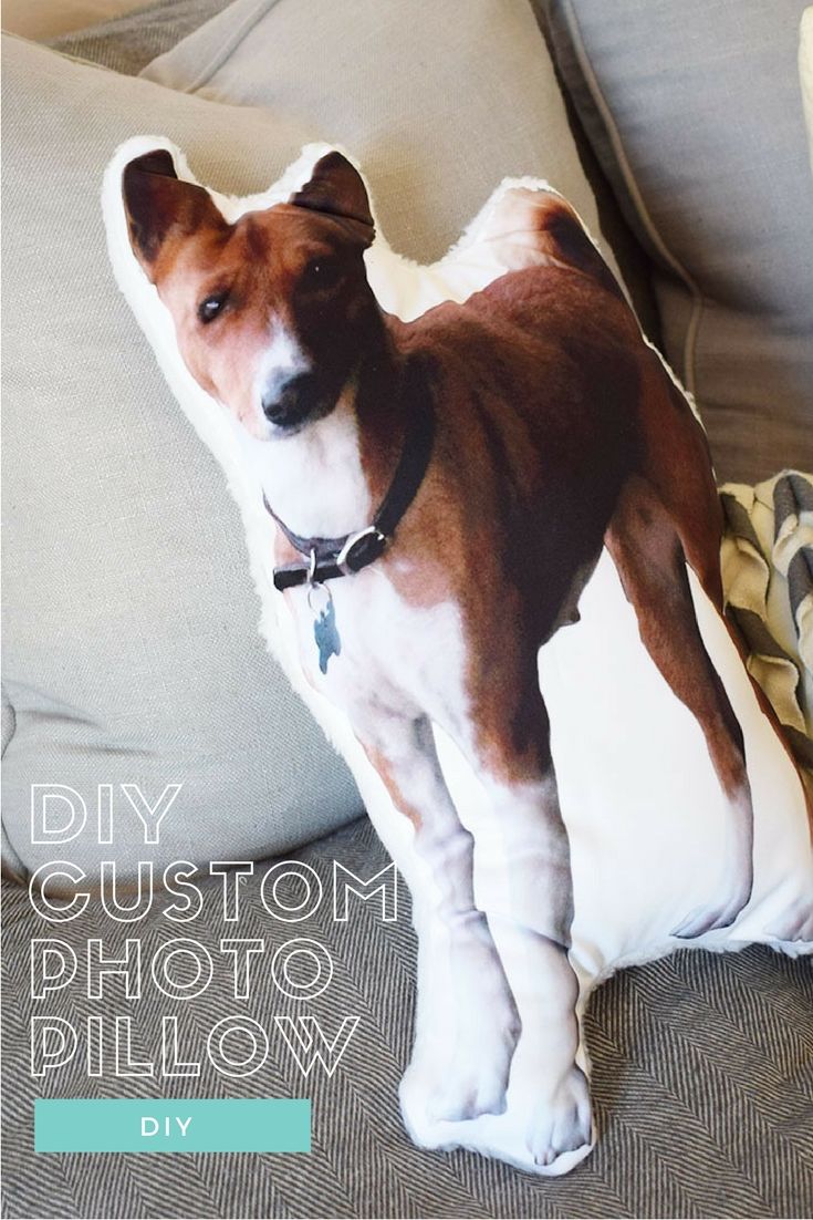 a brown and white dog sitting on top of a pillow