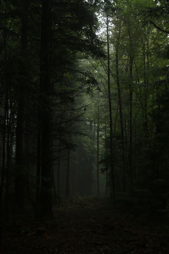 a dark forest filled with lots of trees