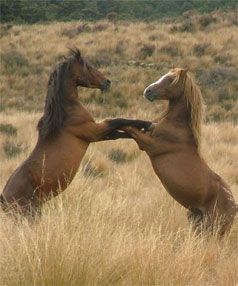 two brown horses standing on their hind legs in a field with dry grass and bushes