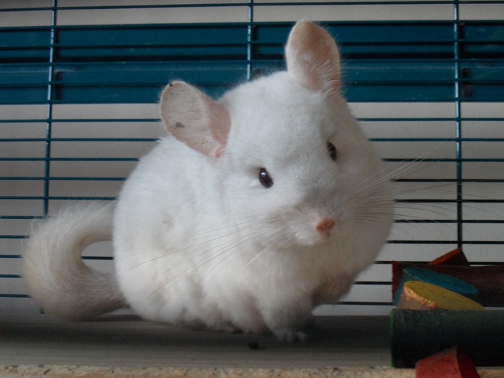 a white rat sitting on top of a window sill