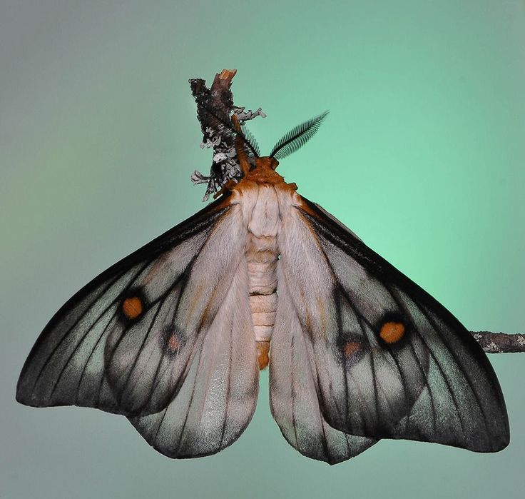 a close up of a butterfly on a branch with its wings spread out and it's head turned to the side