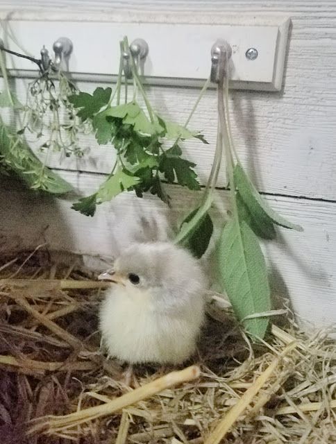 a small white bird sitting on top of hay next to a green leafy plant