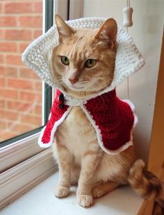 an orange cat wearing a red and white sweater