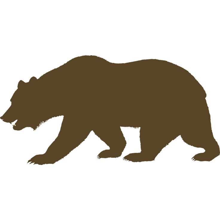 a brown bear walking across a white background