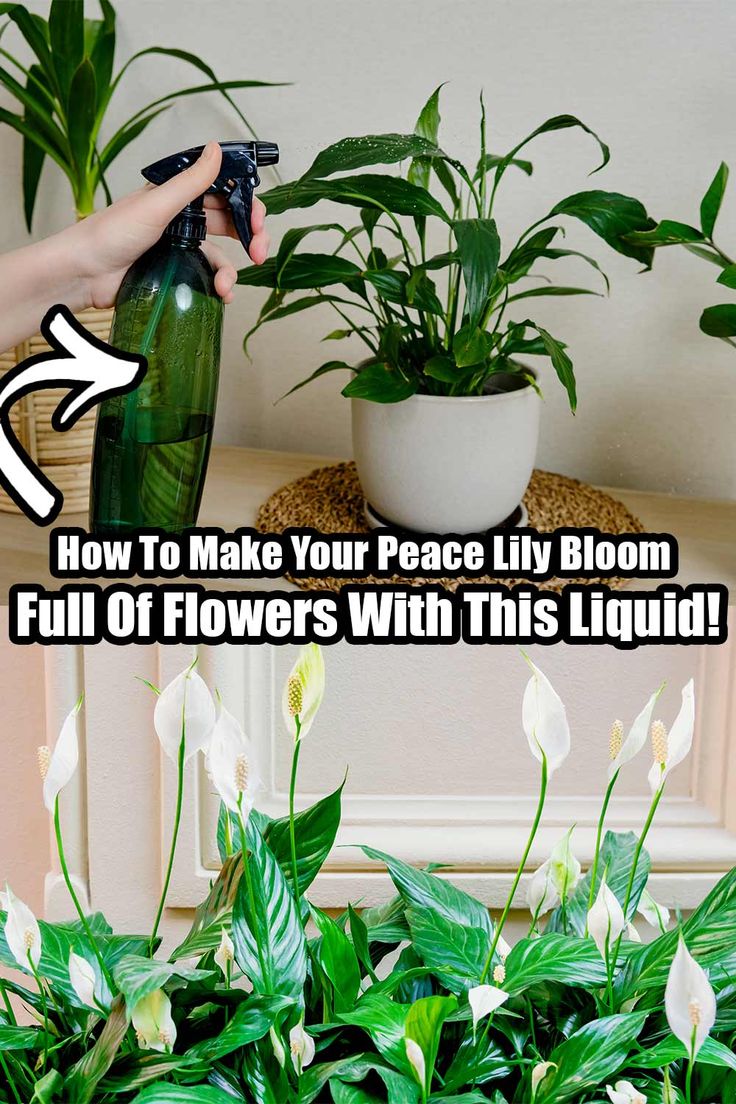 a person is spraying flowers with a sprayer in front of some potted plants and the words how to make your peace lily bloom full of flowers with this liquid