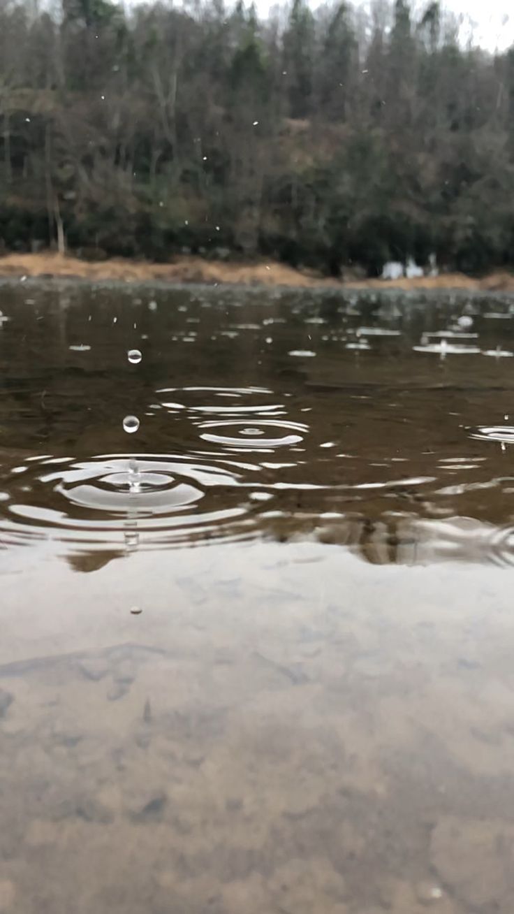 the water is very shallow and it looks like there are raindrops on the surface