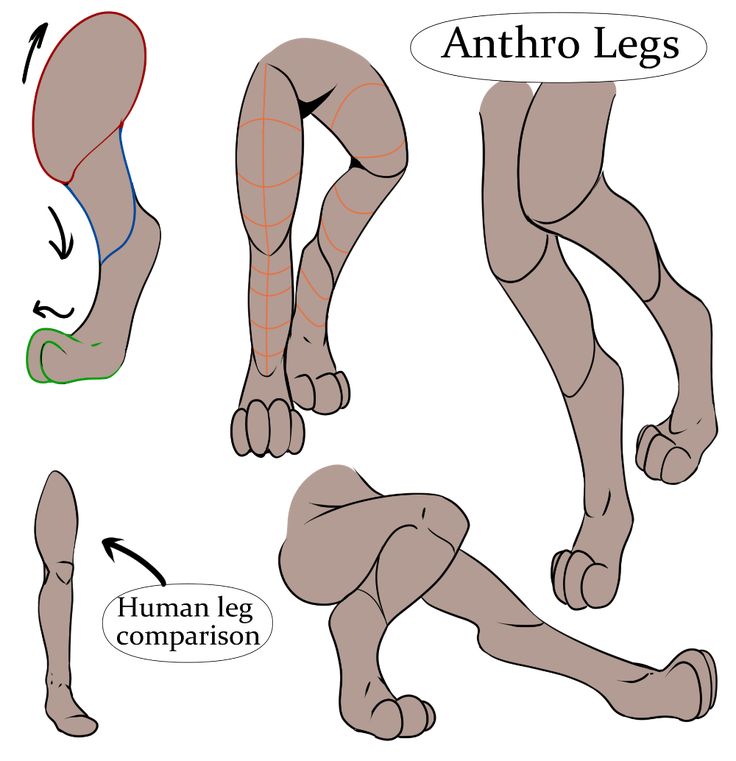 the anatomy of an animal's leg and foot, with different angles to show how it