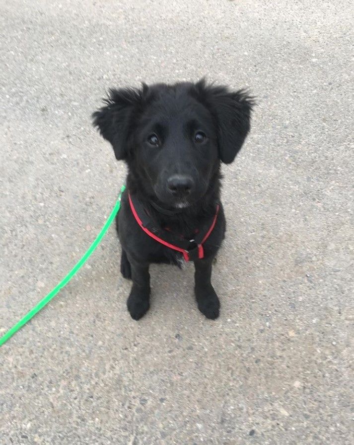 a small black dog sitting on top of a cement floor next to a green leash