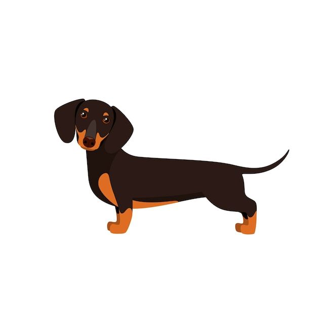 a black and brown dachshund standing on its hind legs