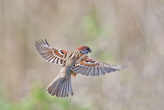 a bird flying through the air with its wings spread