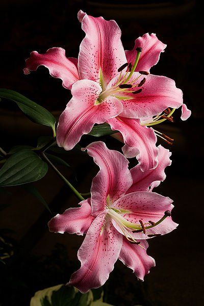 three pink flowers are in a vase on the table next to some green leaves and a black background