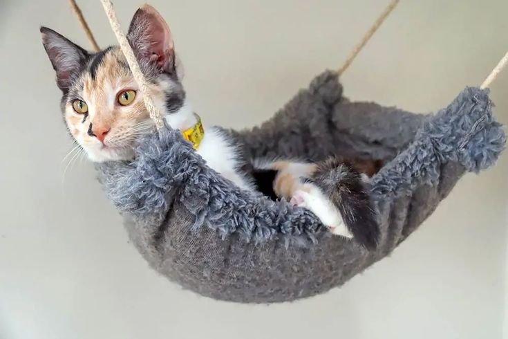 a cat is sitting in a grey hammock hanging from a rope and looking at the camera