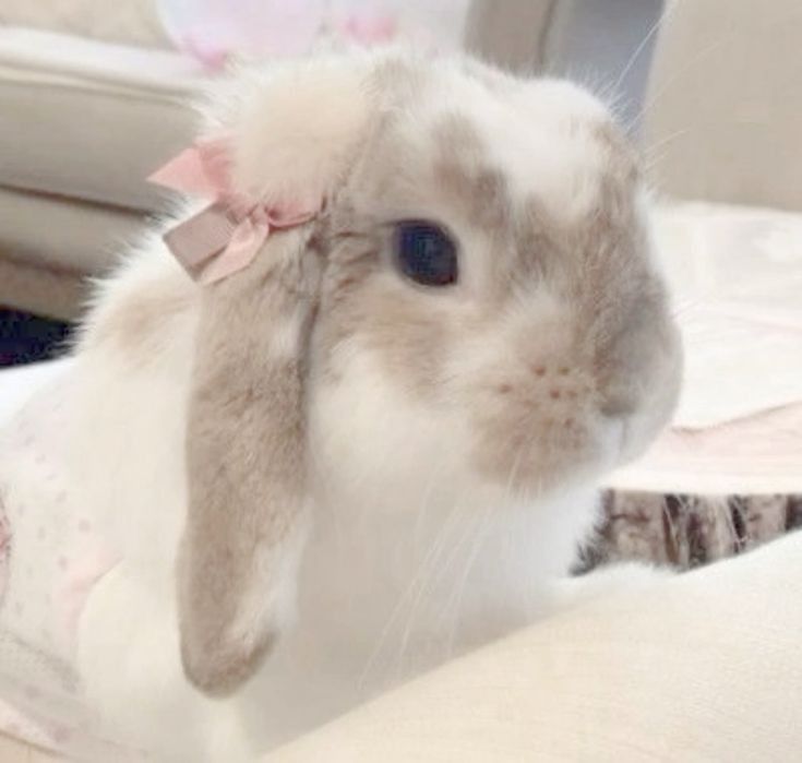 a small rabbit with a pink bow on its head