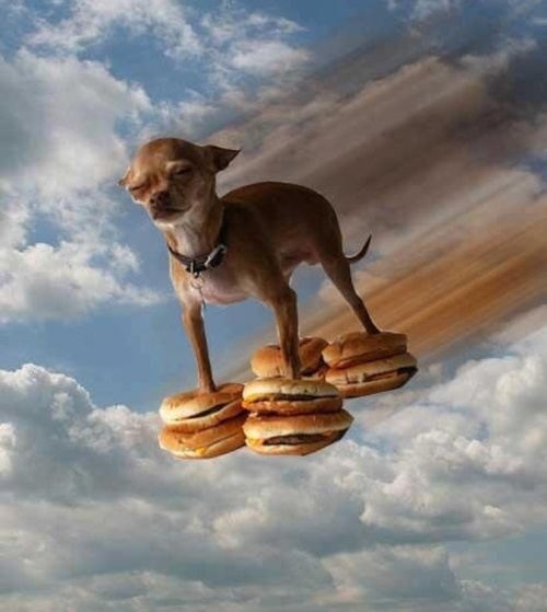 a dog is standing on top of some hamburgers in the air with clouds behind him