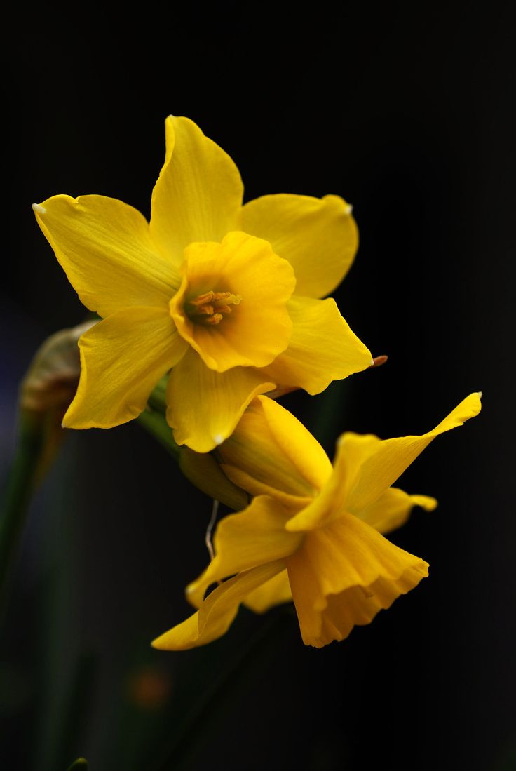 two yellow daffodils are blooming in the dark