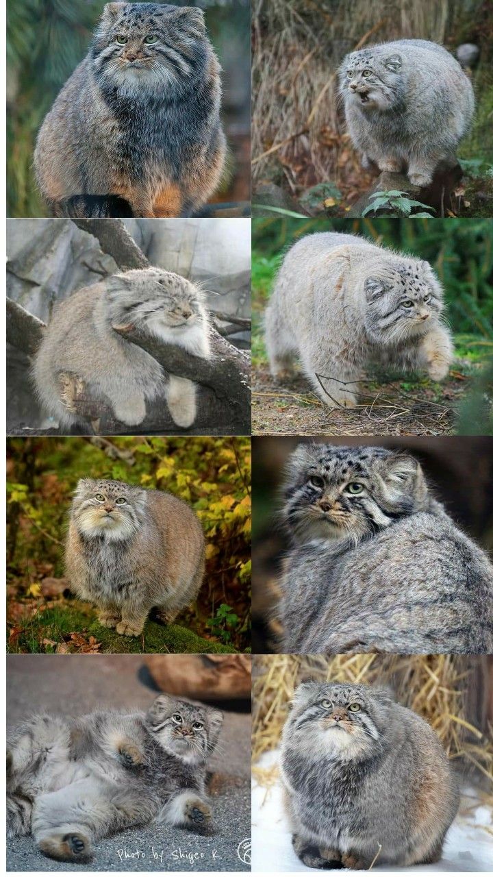 several pictures of different types of cats on the ground