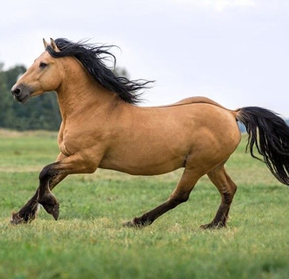 a brown horse running across a lush green field