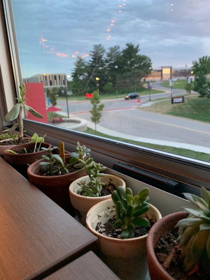 three potted plants sit on a window sill in front of a street view