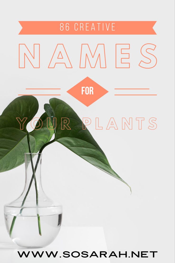 a plant in a glass vase with the words, creative names for your plants