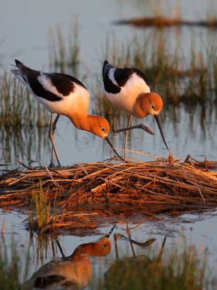 two birds standing on top of a nest in the water