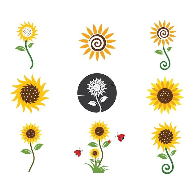 sunflowers and other flowers with swirly stems on white background stock photo image