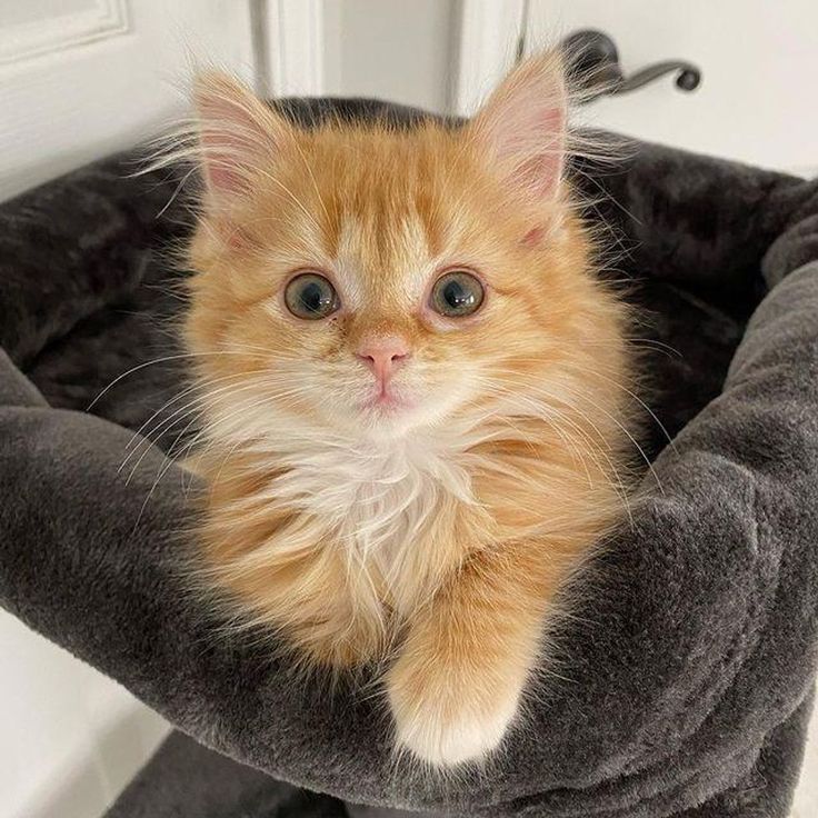 an orange and white kitten sitting in a cat bed