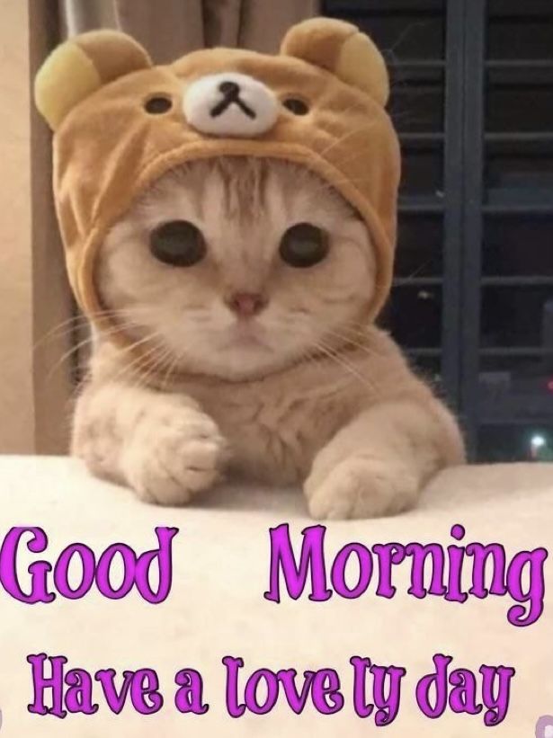 a cat wearing a teddy bear hat with the words good morning have a lovely day