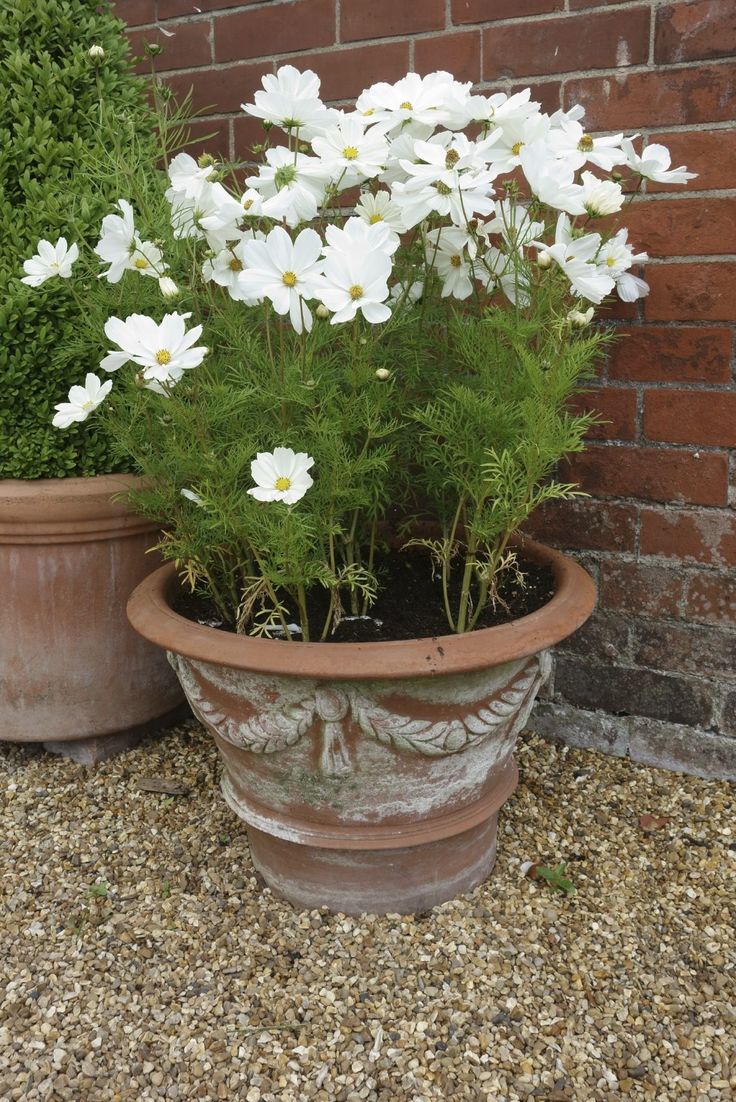 two potted plants sitting next to each other in front of a brick wall on gravel