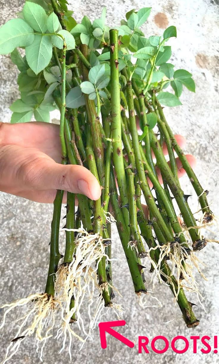 someone is holding asparagus with roots in their hands