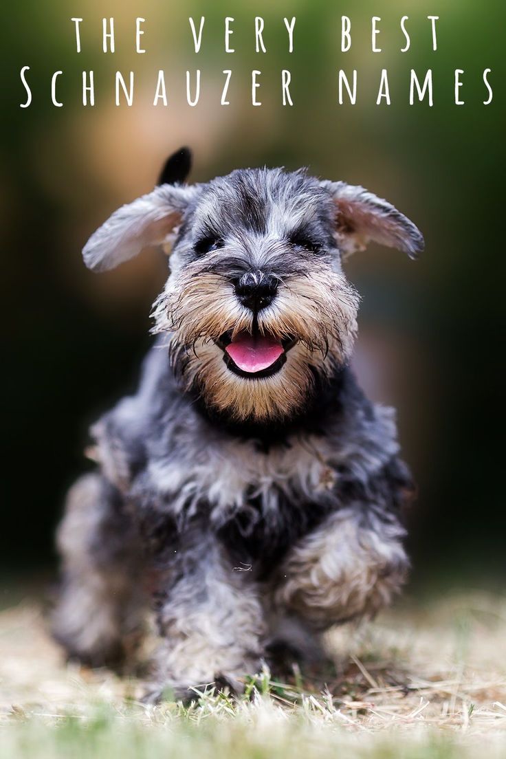 a small gray dog sitting in the grass