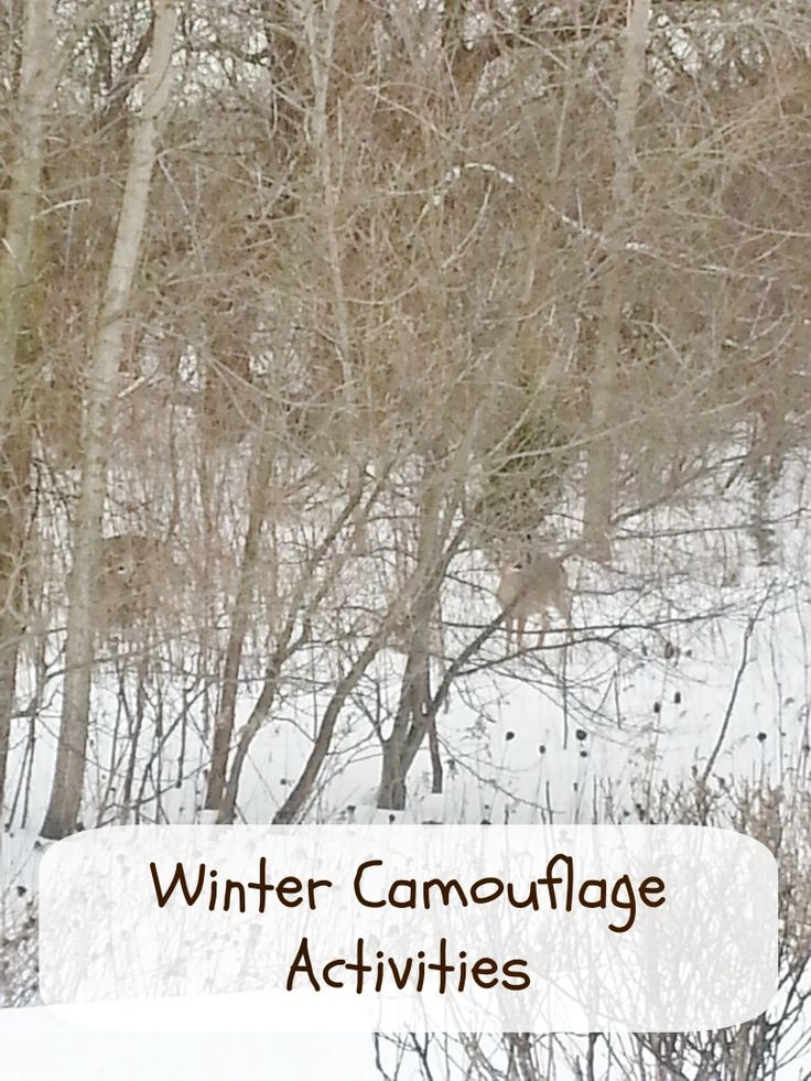 there is a deer in the woods with trees and snow around it, which reads winter camouflage activities