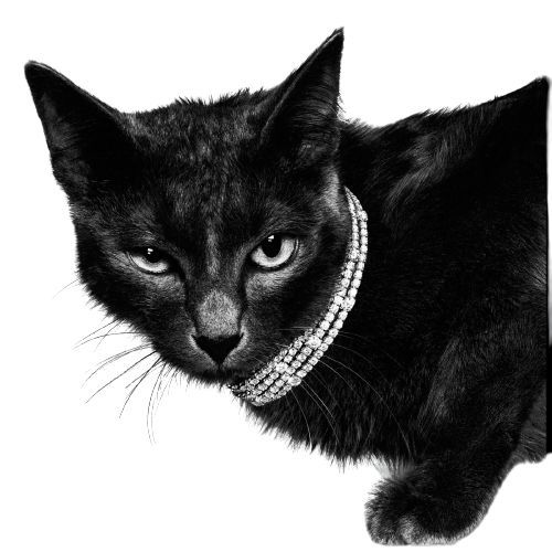 a black and white photo of a cat with pearls on its collar looking at the camera