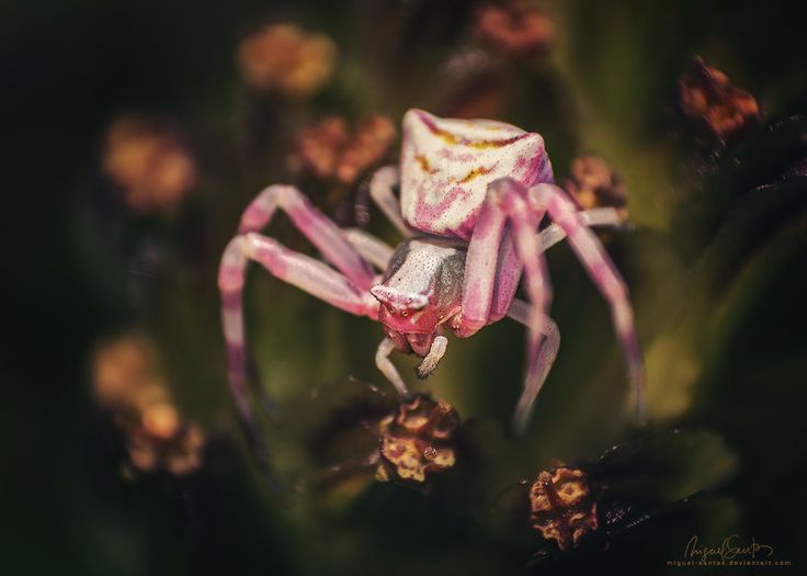 a pink and white spider sitting on top of a plant