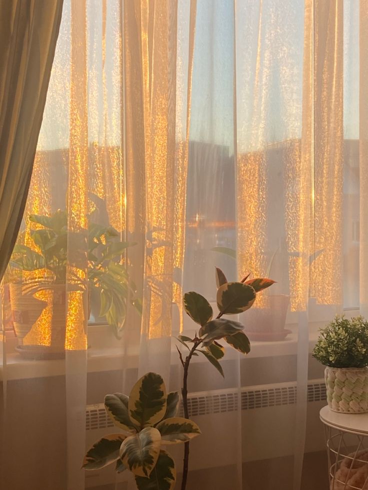 two potted plants sitting on top of a table next to a window with sheer curtains