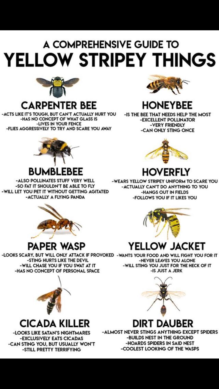 a poster with different types of bees on it's side and the words below