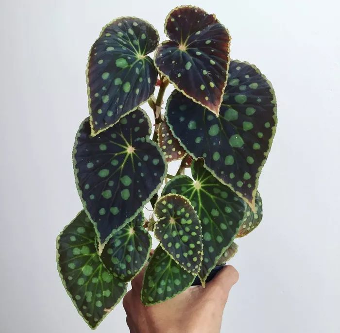 a person holding up a green plant with white dots on it's leaves, in front of a gray background