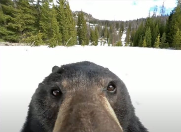 a black bear standing in the snow with trees in the back ground and behind him