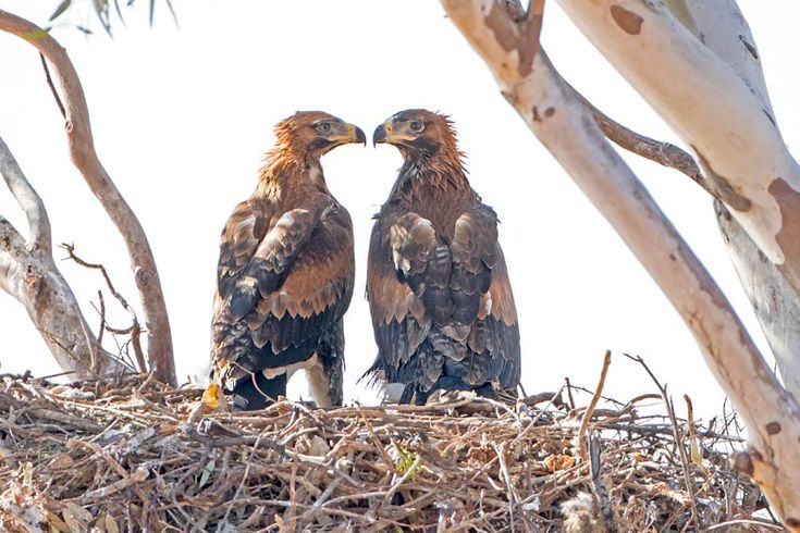 two birds sitting on top of a nest