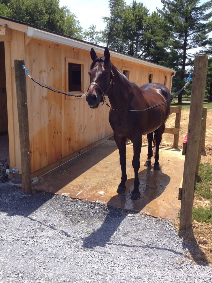 a brown horse standing in front of a wooden building with a rope tied to it's neck