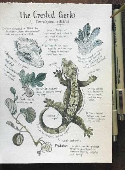 the crested gecko is depicted in this hand - colored illustration from an old children's book