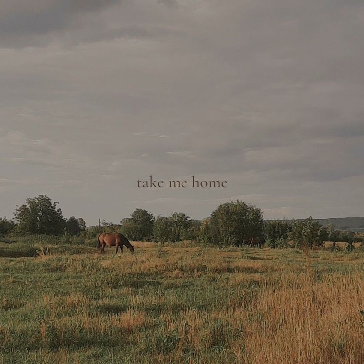 there is a horse that is standing in the grass and it says take me home