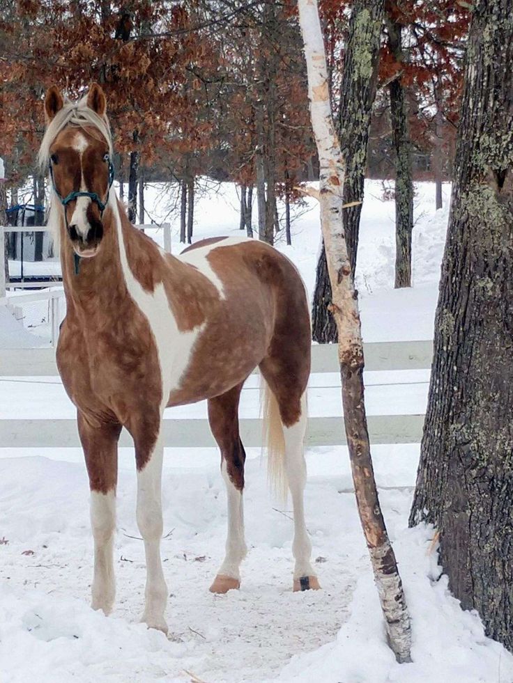 a brown and white horse standing in the snow