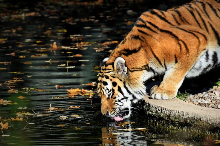 a tiger drinking water from a pond with leaves on the ground and in front of it