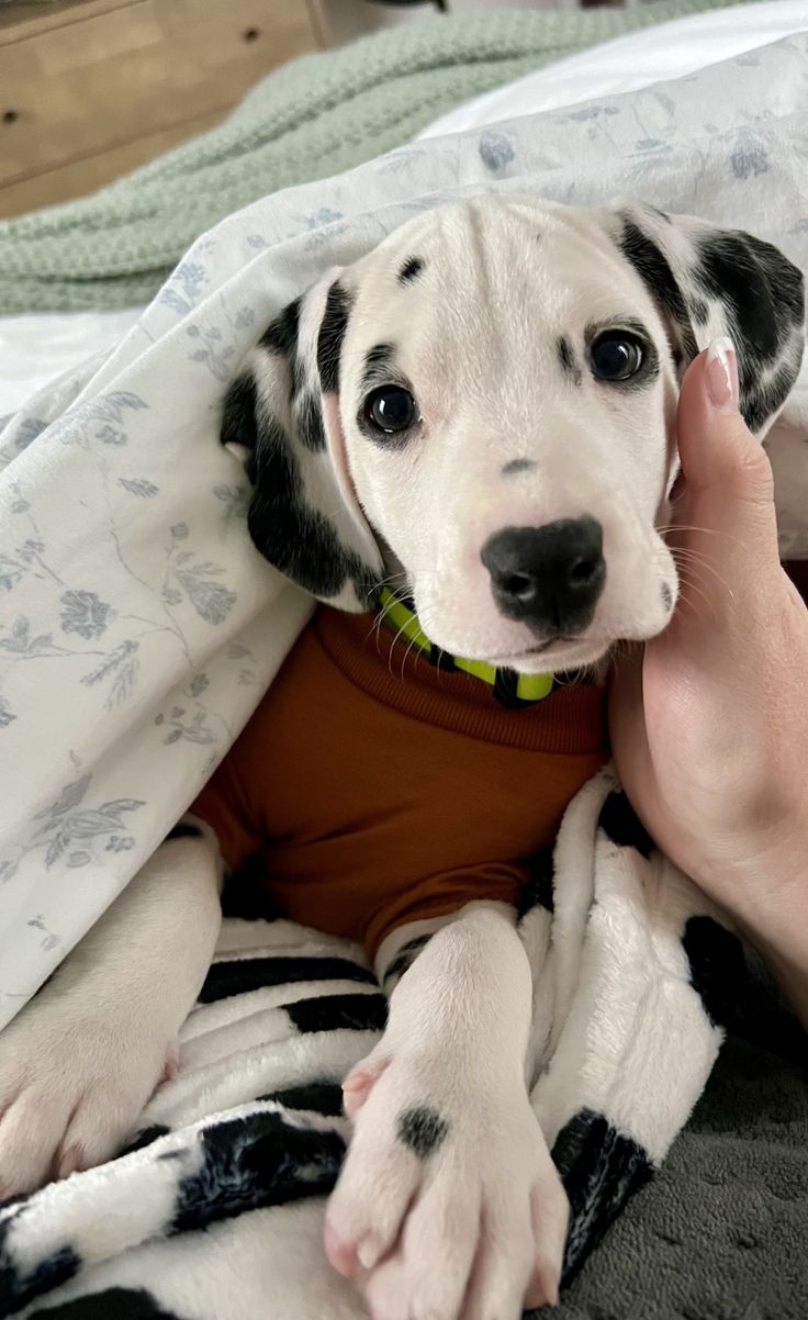 a black and white dog laying on top of a bed next to a person's hand