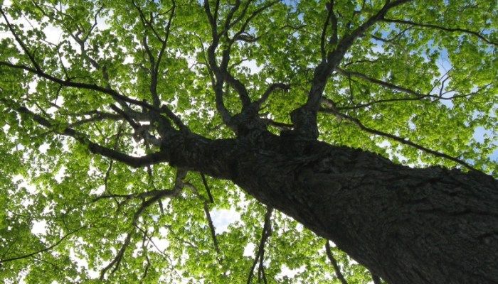 looking up at the branches and leaves of a large, green tree with blue sky in the background