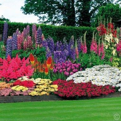 a garden with many different types of flowers