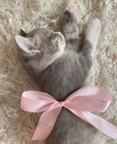 a kitten is laying on its back with a pink bow